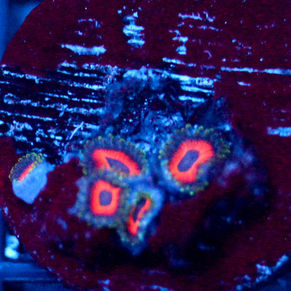 Jason Fox Fairytale Zoanthids