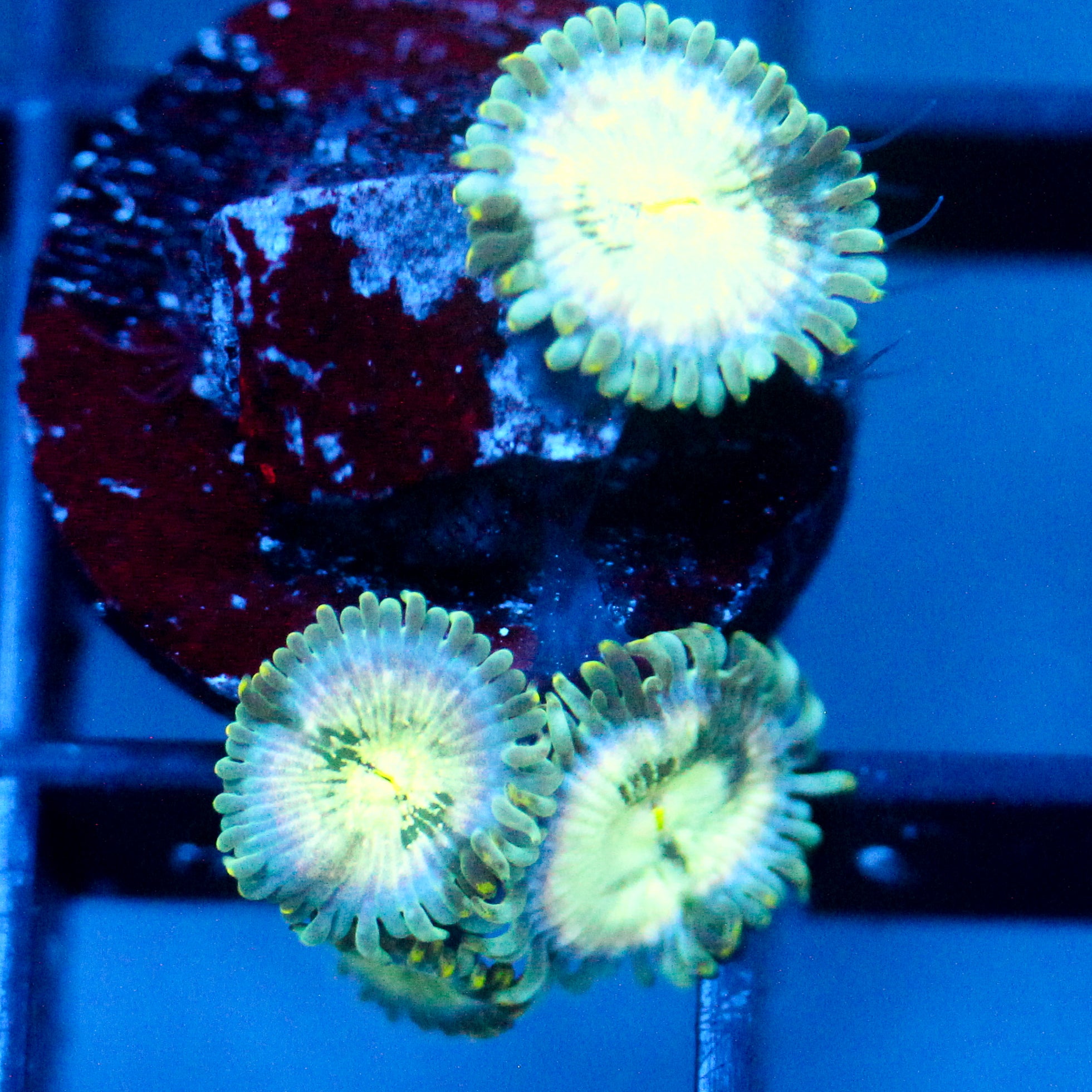 JC Hawaiian Ding Dang Zoanthid