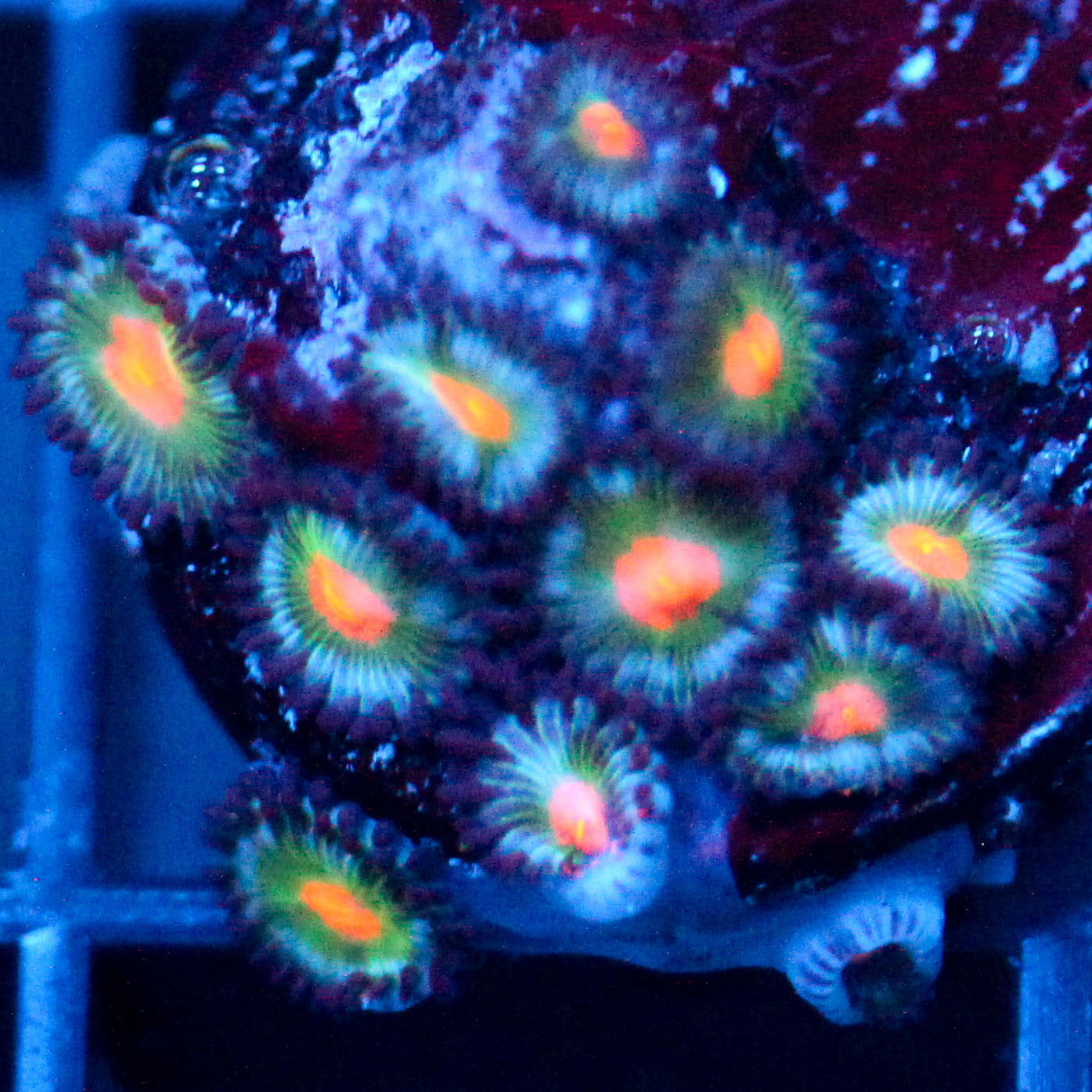 JC Blue Raven Zoanthid