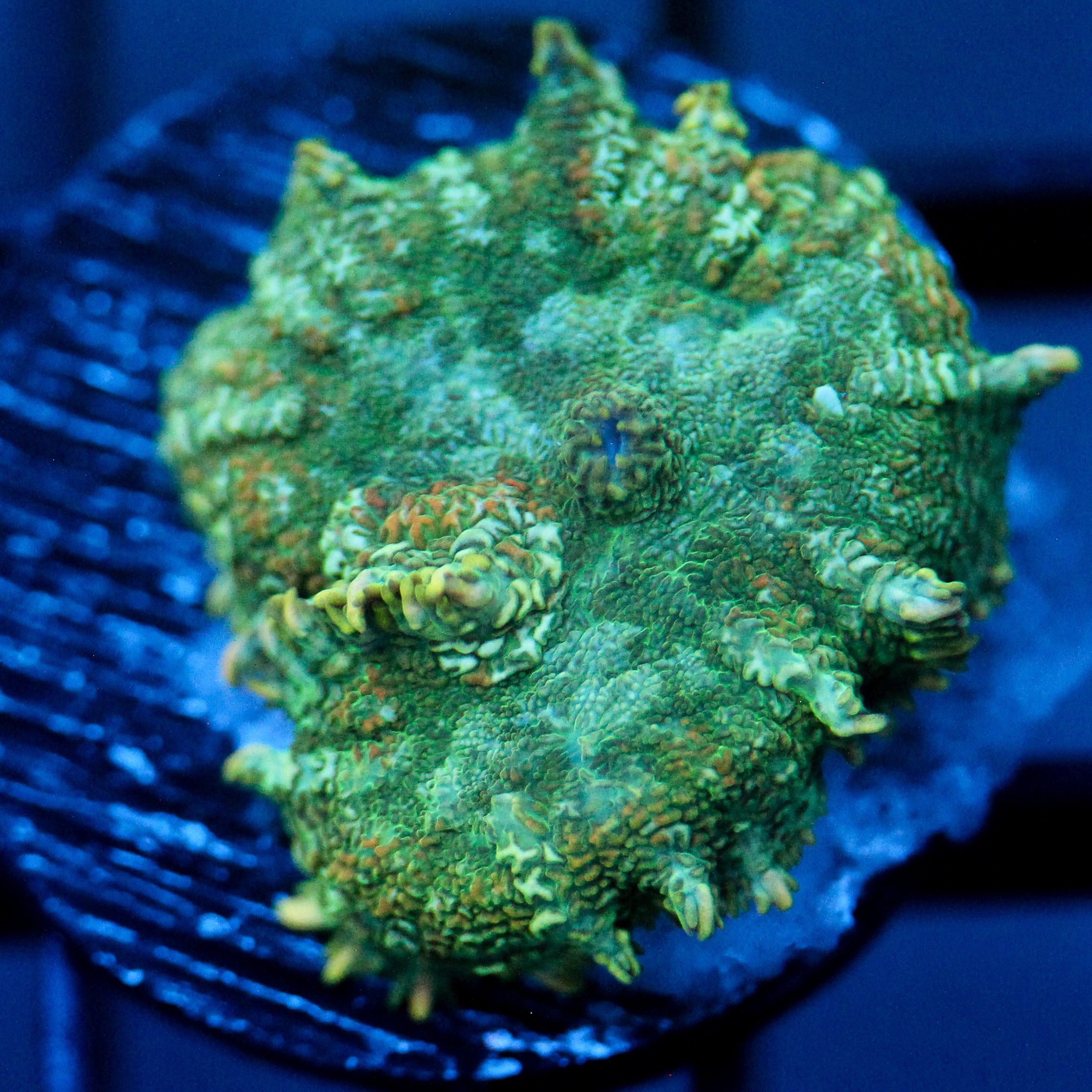 JC Lush Biome Rhodactis