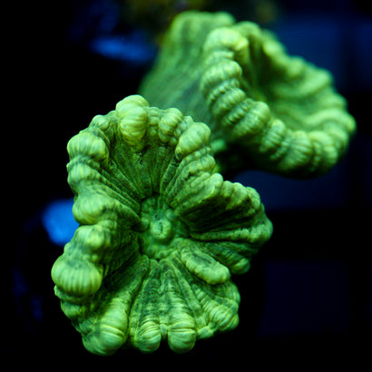 JC Candy Cane Coral