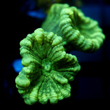 JC Candy Cane Coral