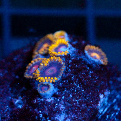 JC Gold Gobbler Zoanthid