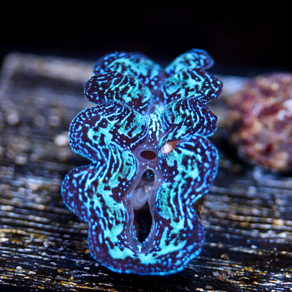 JC Seafoam Crocea
