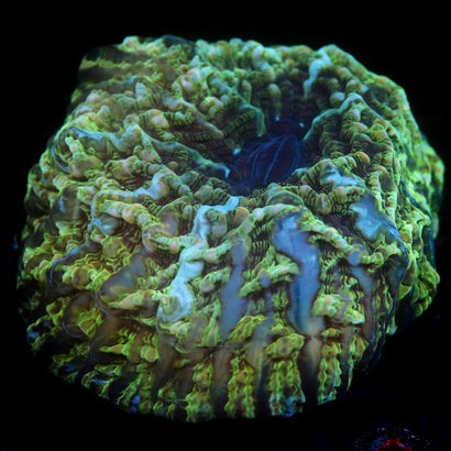JC Plains Biome Indophyllia 6"+