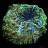 JC Plains Biome Indophyllia 6