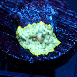 JC Mint Cheetah Discosoma