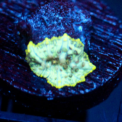 JC Mint Cheetah Discosoma