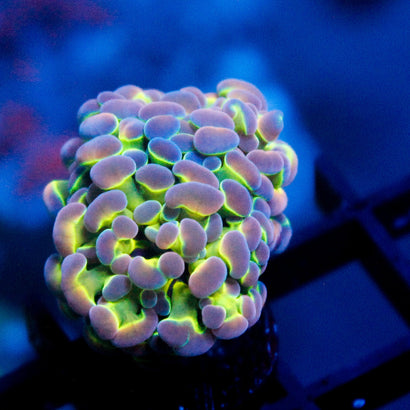 JC Ultra Hologram Hammer