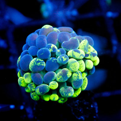 JC Ultra Splatter Hammer