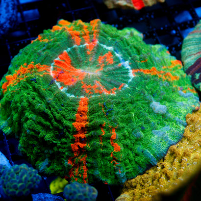 JC Bleeding Apple Acanthophyllia