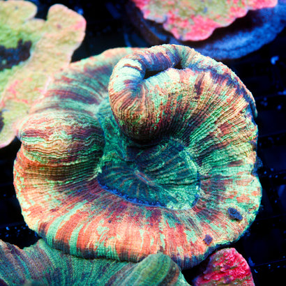 JC Ultra Rainbow Trachy