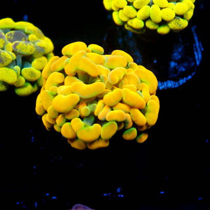 JC Rainbow Gold Hammer