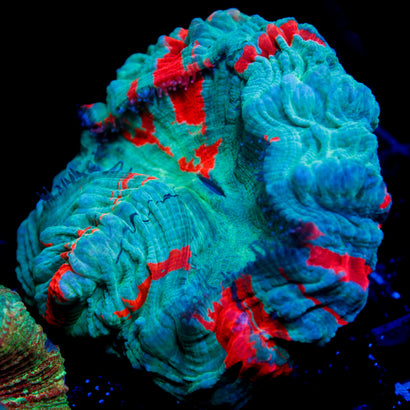 JC Warpaint Acanthophyllia