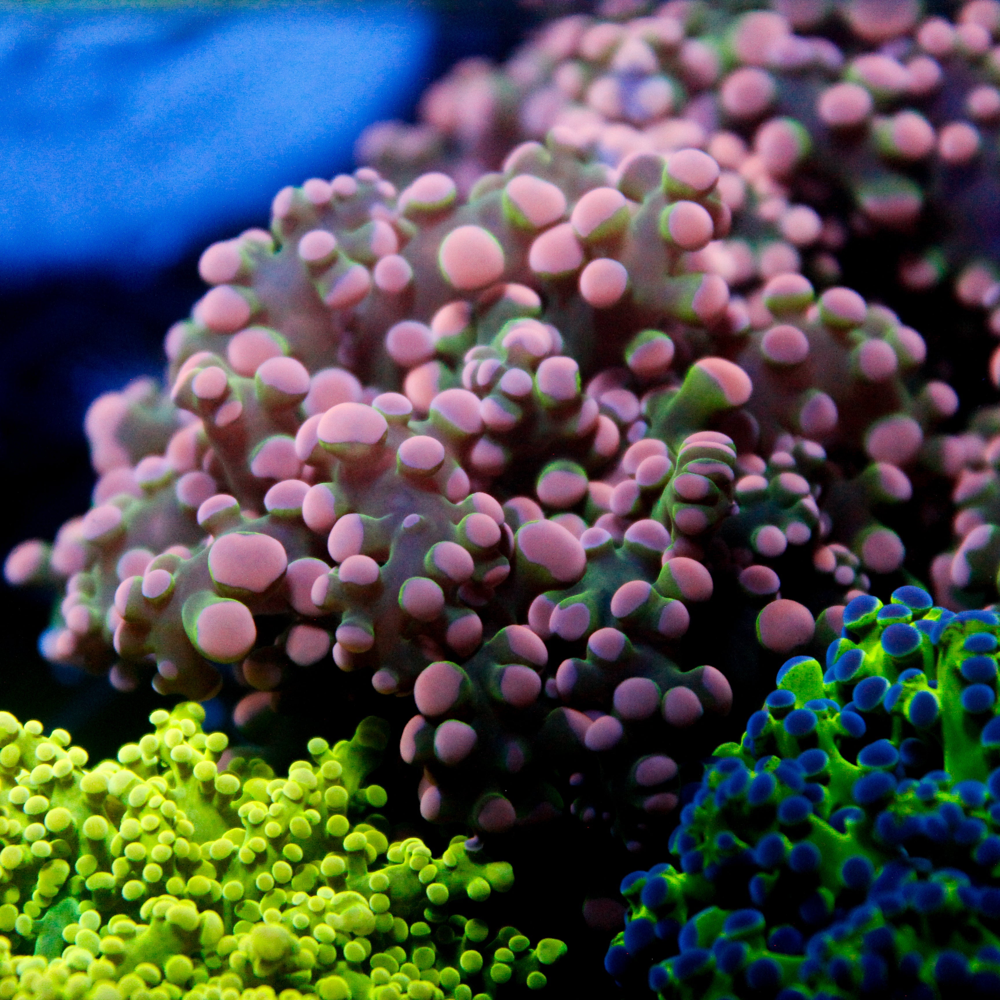 JC Pink Tip Octo