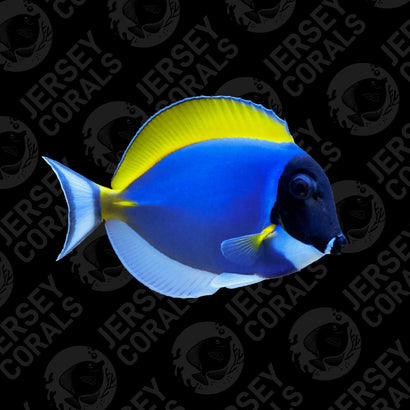 Sri Lanka Powder Blue Tang 4"+
