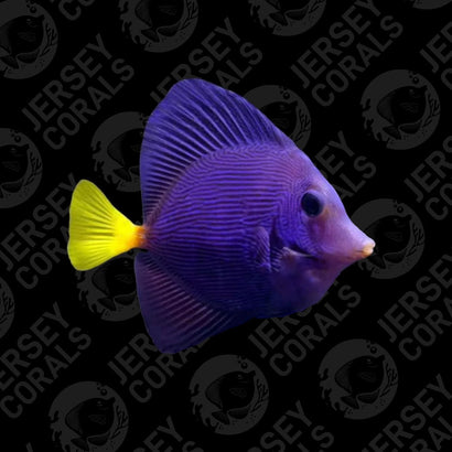 Red Sea Purple Tang 3.5”+