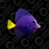 Red Sea Purple Tang 3.5”+