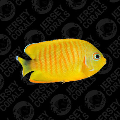 Bali Aquarich Tigerpyge Angelfish