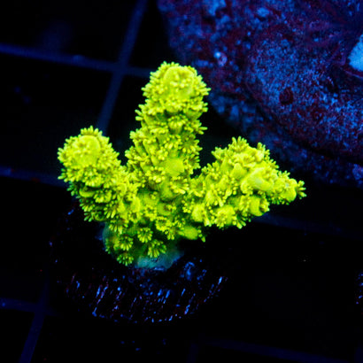 JC Limelight