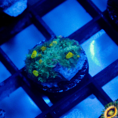 JC Alien Bounce Shroom