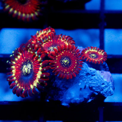 Magician Zoa