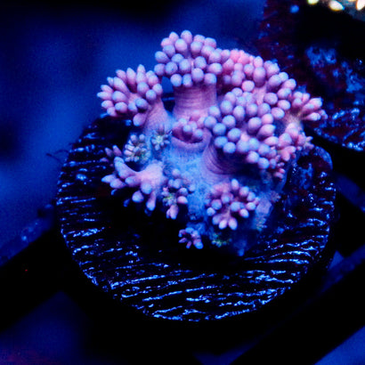 JC Purple Passion