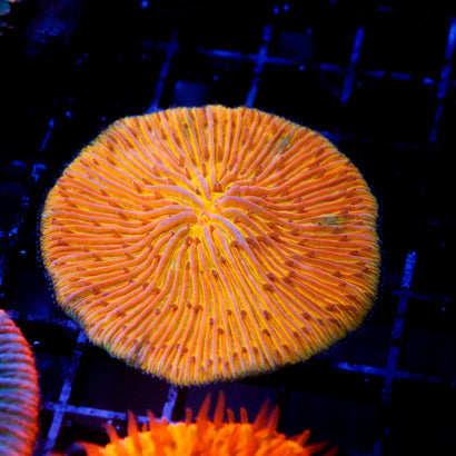 JC Rainbow Orange Plate