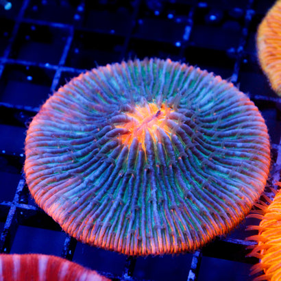 JC Whacky Watermelon Plate