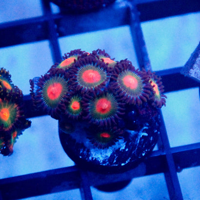 JC Alien Blood Zoa