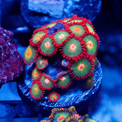 Gatorade Zoas
