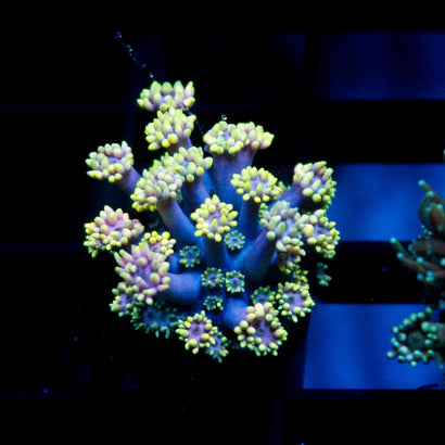 JC Bright Blaze Goni