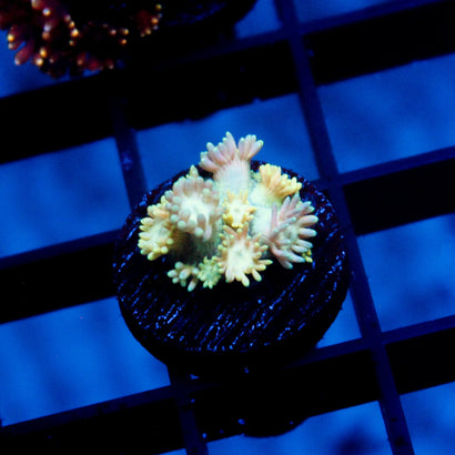 JC Yellow Rainbow Goni