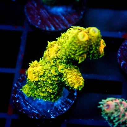 JC Blazing Sun Milli