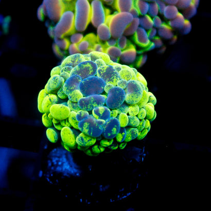 JC Ultra Splatter Hammer