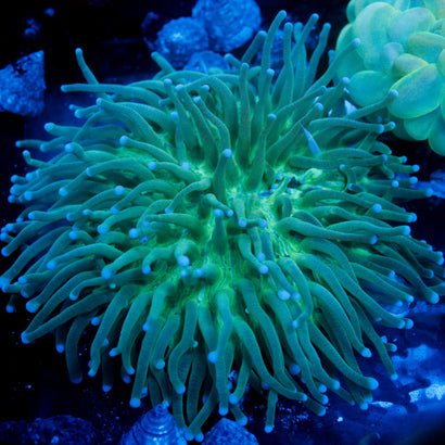 JC Green Fungia