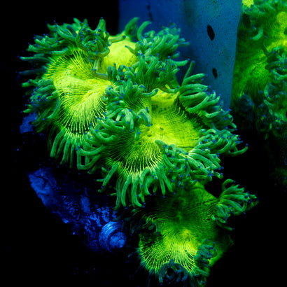 JC Ultra Elegance SHOW