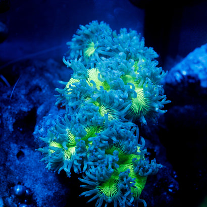 JC Ultra Elegance SHOW