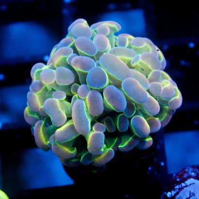 JC Ultra Hologram Hammer