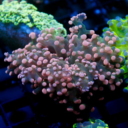 JC Pink Tip Octo