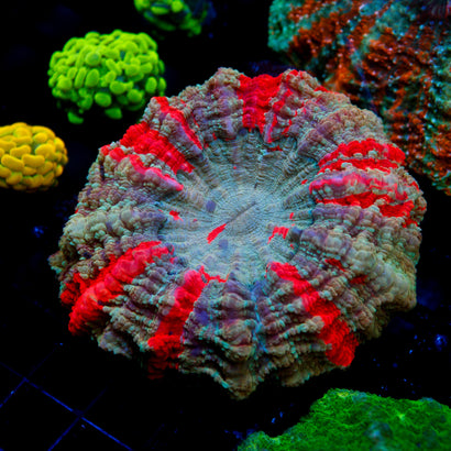 JC Warpaint Acanthophyllia