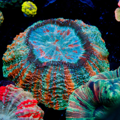 JC Bleeding Apple Acanthophyllia