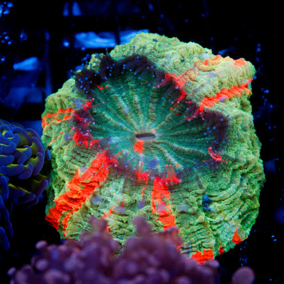 JC Bleeding Apple Acanthophyllia