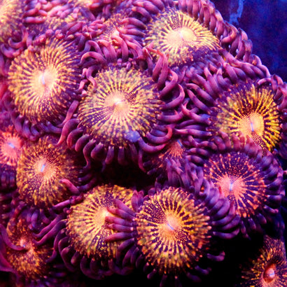 JC Speckled Kraze Zoa