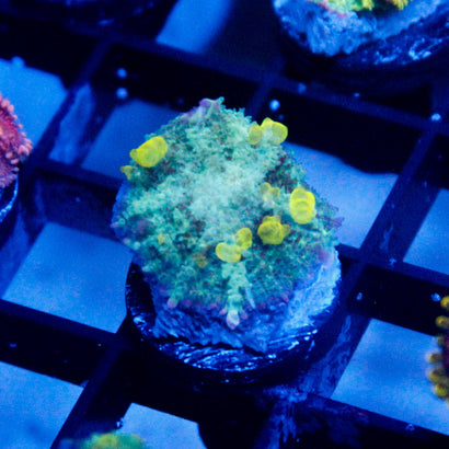 JC Alien Bounce Shroom