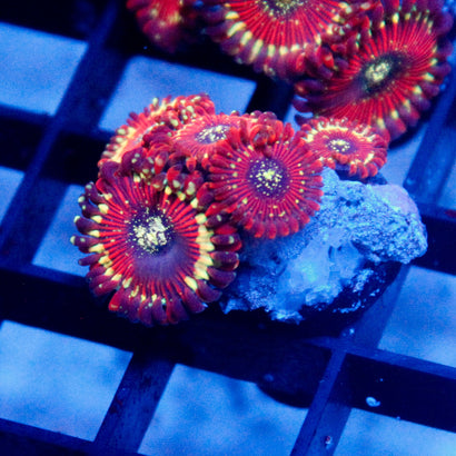 Magician Zoa