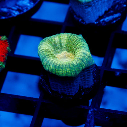 JC Neon Green Favia