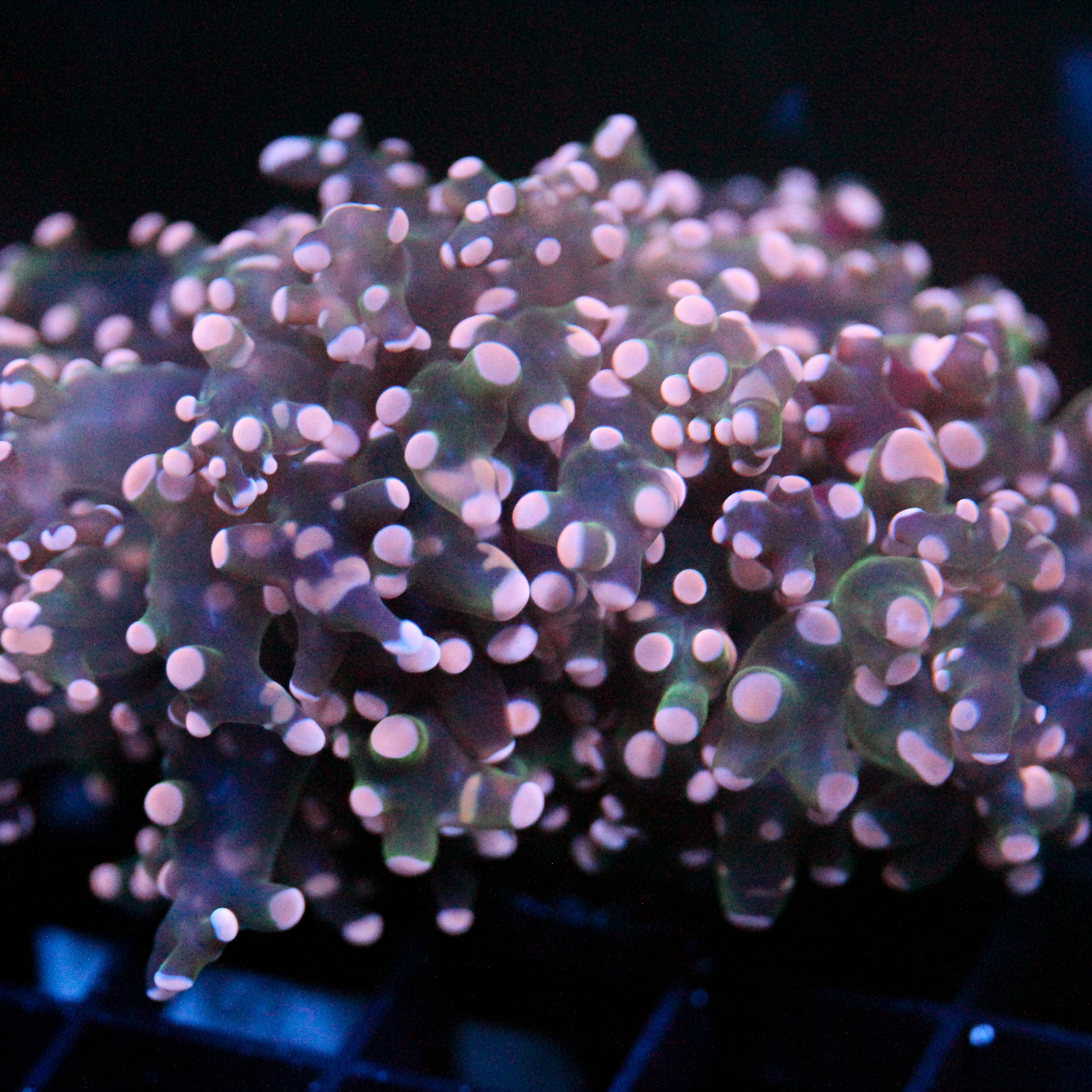JC Pink Tip Octo