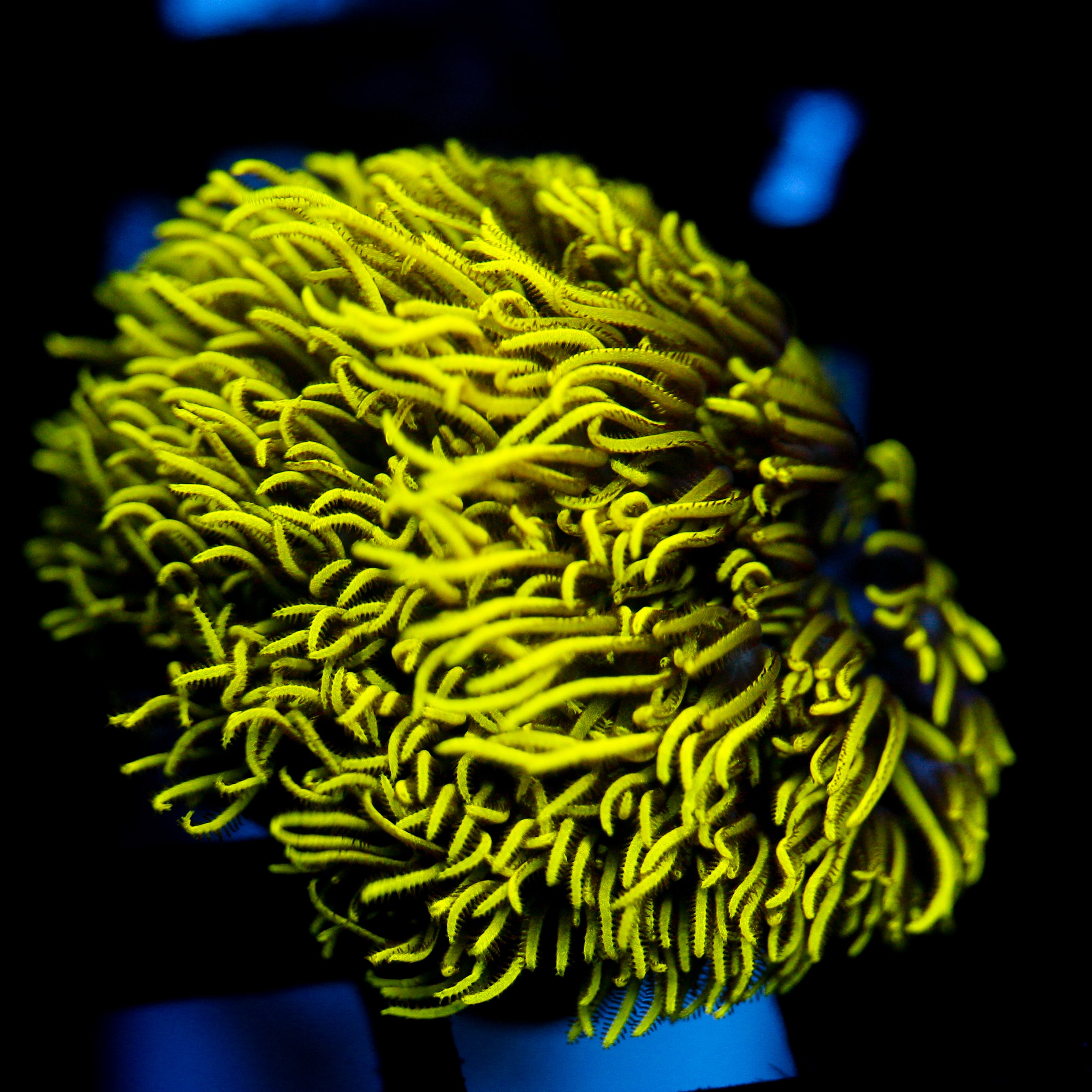 JC Lime Wire XL GSP