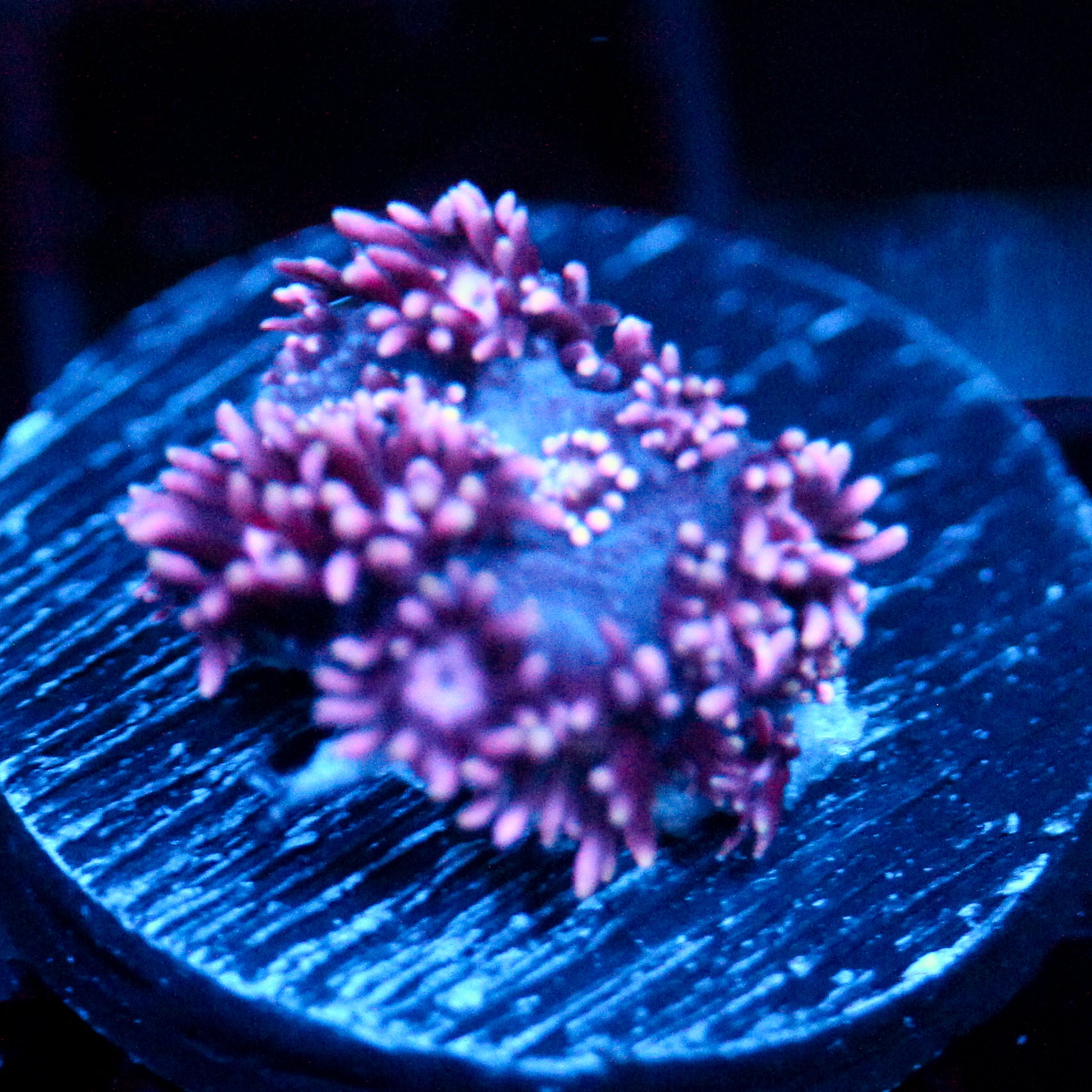 JC Purple Demon Goni